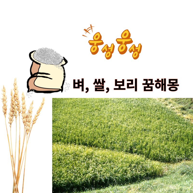 곡식에 관한 꿈(벼, 쌀, 보리 꿈해몽) 의미