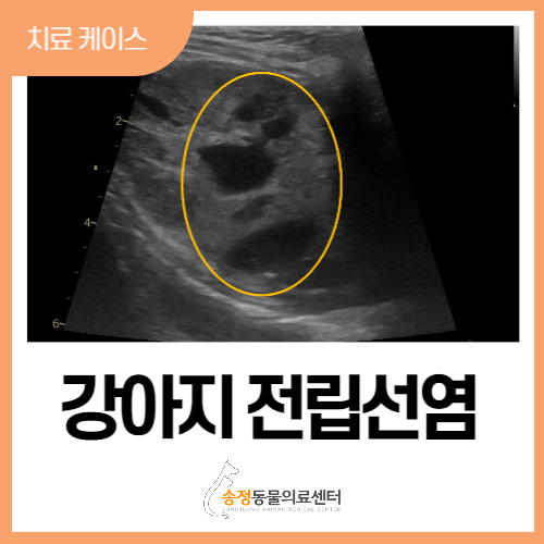  [내과] 개 강아지 중성화 수술 하지 않았을 때 전립선염/ 농양증, 혈뇨 ( 광주 오포 성남 동물병원)