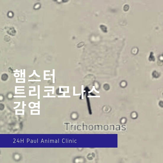 햄스터 설사, wet tail, 트리코모나스 감염 & 성남 분당 24시 폴 동물병원