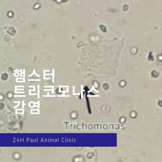  햄스터 설사, wet tail, 트리코모나스 감염 & 성남 분당 24시 폴 동물병원