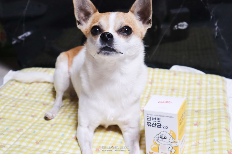 강아지 혈변 피똥 싸는 이유부터 유산균까지 알아봐요 : 네이버 블로그