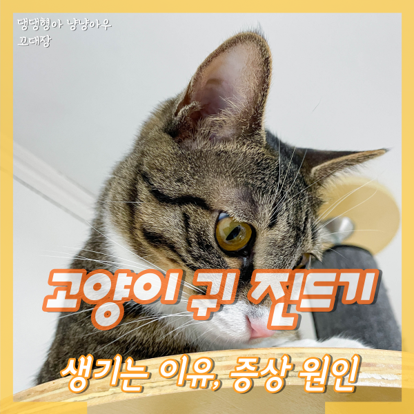  고양이 귀 진드기 생기는 이유, 증상 원인 관리 방법
