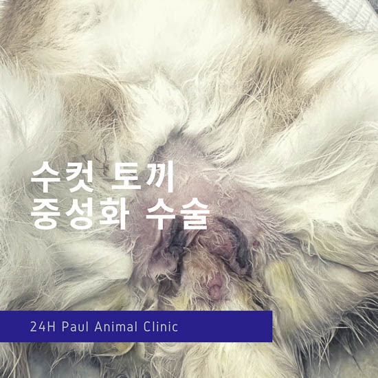  수컷 토끼 중성화 수술, 토끼 수술, 진료, 검사 & 분당 정자동 24시 폴 동물병원