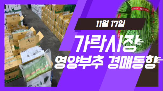 [경매사 일일보고] 11월 17일자 가락시장 "영양부추" 경매동향을 살펴보겠습니다!