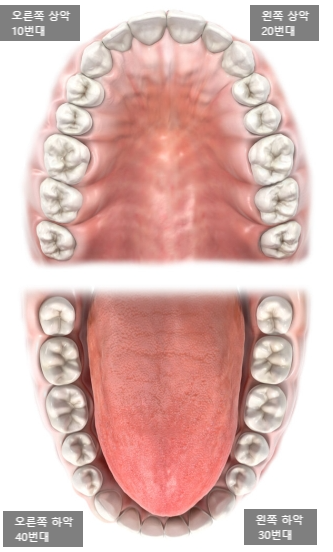  치아 번호와 치아 흔들림 tooth mobility에 관하여