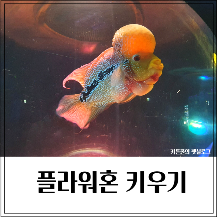  플라워혼 키우기_워터독 특징,가격,합사까지 알아봐요