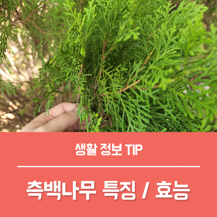  측백나무 꽃말 키우기, 측백나무 효능