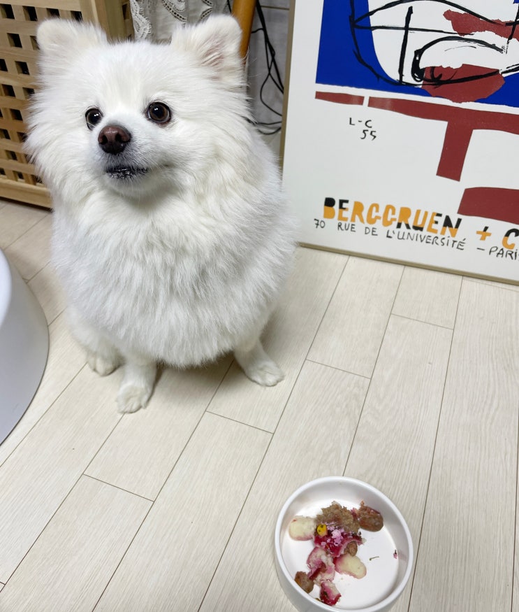  애견수제간식 - 사람도 먹고싶게하는 비주얼의 수제간식 광교 '워너도그'
