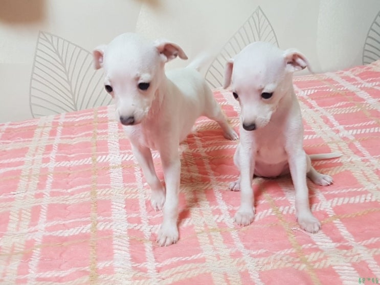  (분양완료)이탈리안그레이하운드 화이트한 크림 가정분양 (크림 3남매)