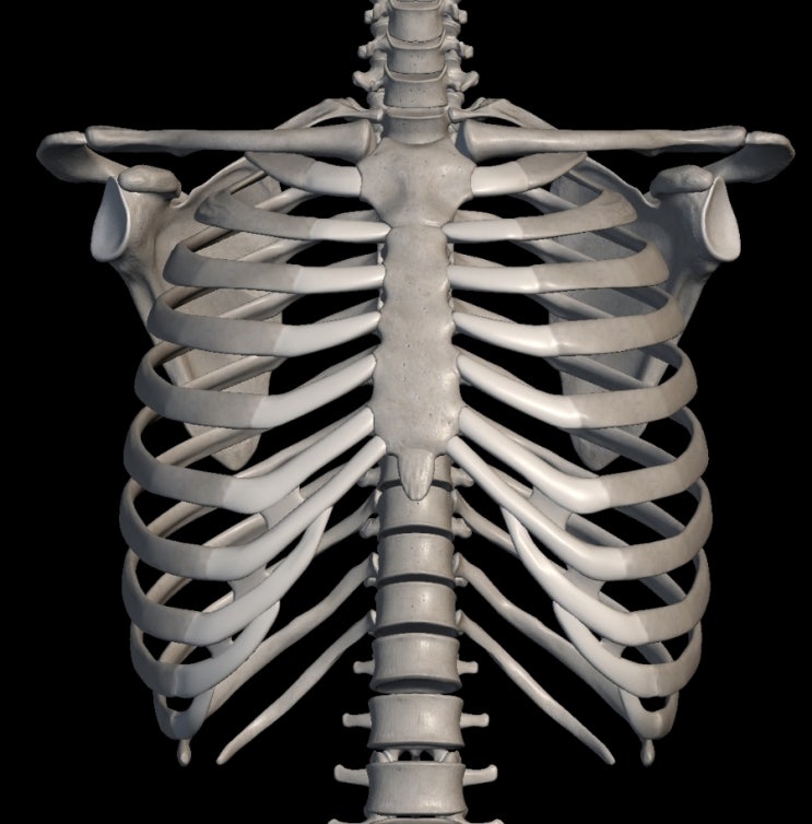  비정상 가슴우리(Thorax) 형태 : 술통형가슴, 납작가슴, 깔때기가슴(누두흉), 새가슴, 동요가슴(연가양가슴), 가슴우리뒤옆굽음증