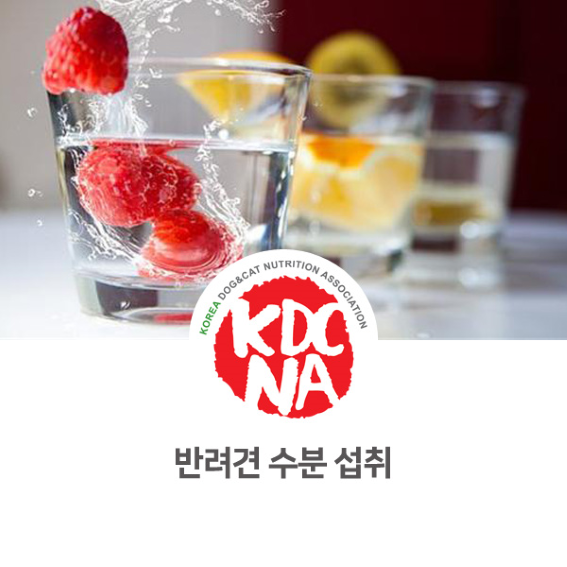  한국반려동물영양협회 권수진 반려동물영양전문가가 알려주는 반려견 수분 섭취 방법 [펫푸드자격증/애견수제간식/청주/충주/오산_1027]