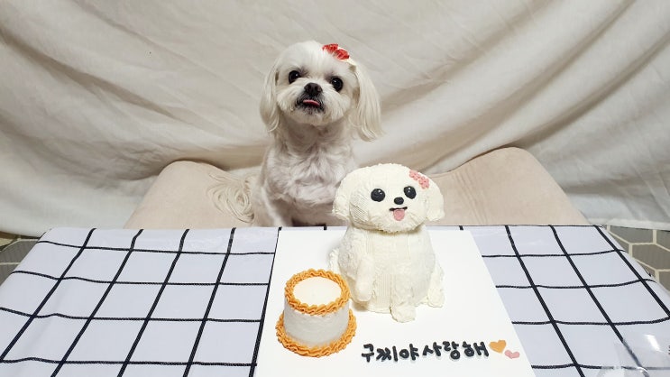  광명 강아지 수제간식 광명강아지케이크 구미가 당기다