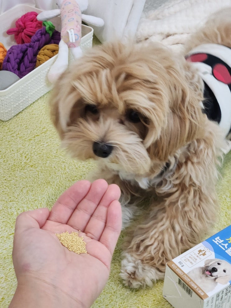  강아지 관절영양제 일동펫 보스웰리아, 기호성 좋은 휴먼그레이드 원료로 슬개골 예방 도전~!