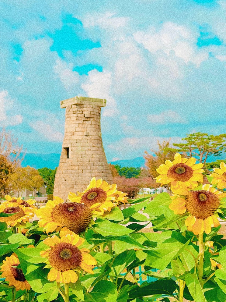  [경주 여행] 경주가볼만한곳 첨성대 해바라기,핑크뮬리,억새 인생샷 포토존 후기