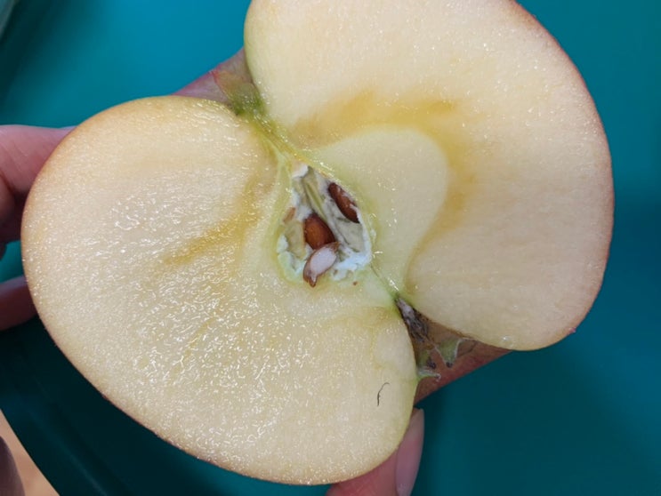 10월~12월 제철 과일 사과! 산지직송으로 안동장터에서 주문했는데 꿀사과네요!! 과질 단단하고 아삭아삭하니 넘 맛있어요!