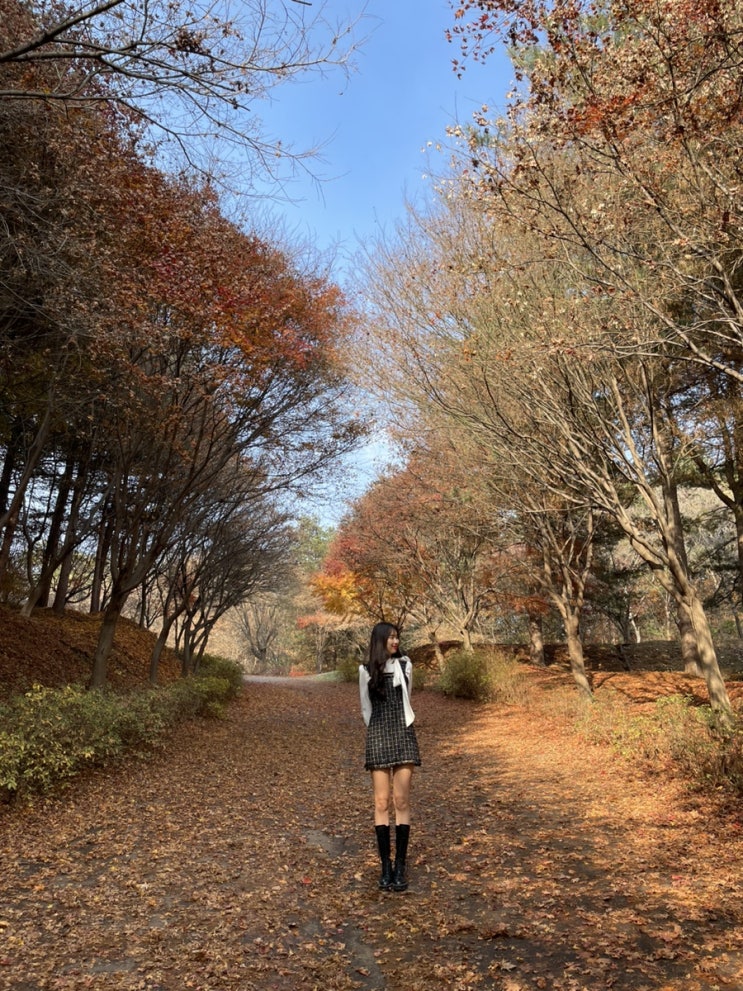  뒤늦게 단풍 구경하는 일기-천안 독립기념관 단풍나무 숲길