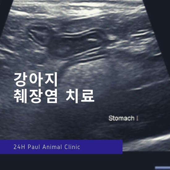 강아지 구토, 설사, 췌장염 치료 & 성남 분당 24시 폴 동물병원