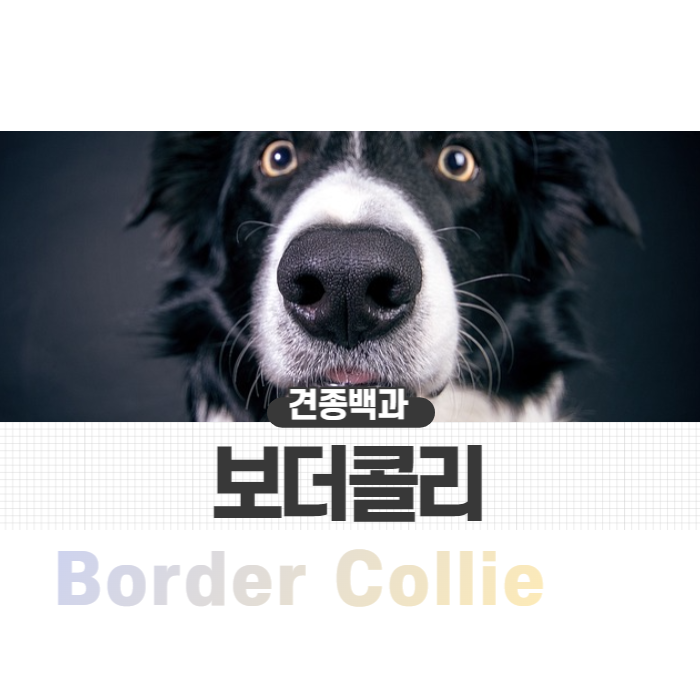  보더콜리 키우기 전 알아야 할 활동량/성격/털빠짐 특징 알기