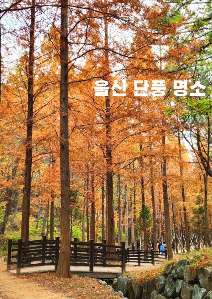  울산 선바위 가을, 이 언니가 추천하는 울산 단풍 명소, 한번 믿어봐 유~