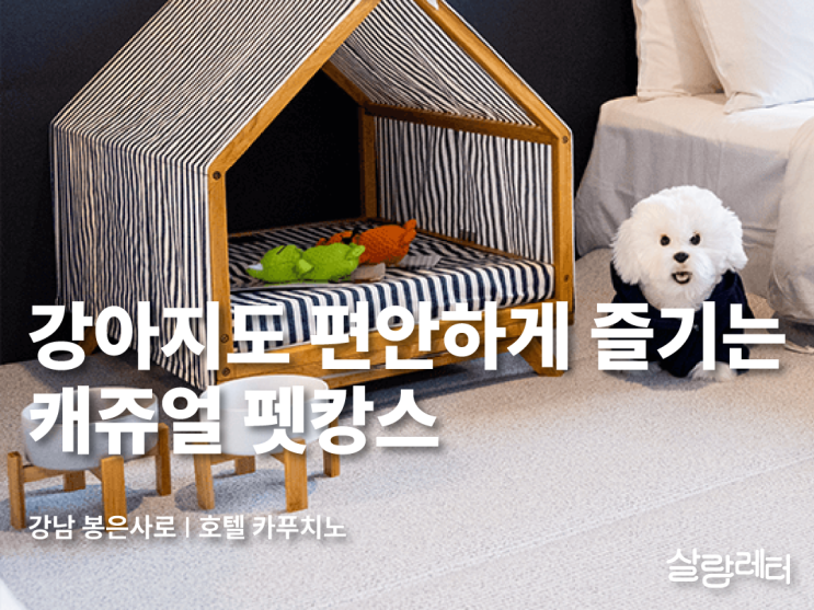  강남 가성비 펫캉스, 호텔 카푸치노