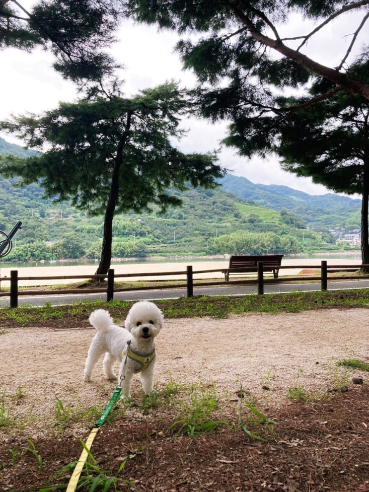  애견동반가능, 산책하기 좋은 하동 송림공원
