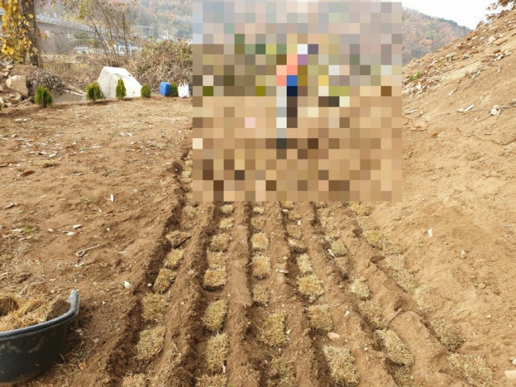  2022년 김천시 봉산면태화리 잔디조성 김천고인돌장의사 #김천잔디 #김천장의사 #이하늘장사 #윤달 #구미장의사 #선산장의사 #상주장의사 #문경장의사