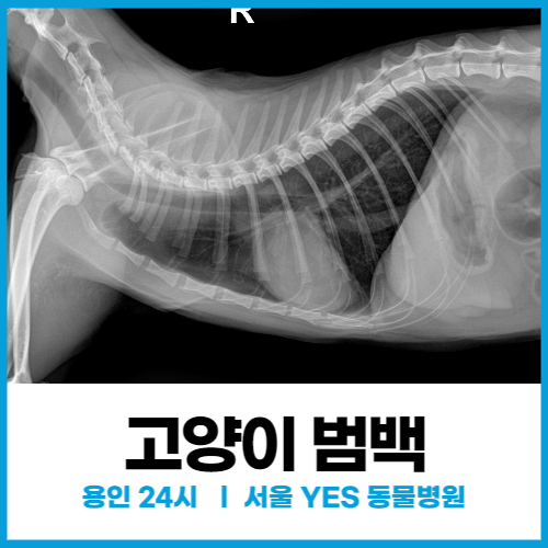  고양이 범백의 원인과 증상 치료 사례, 고양이 파보 바이러스의 위험성 (24시 분당 동탄 동물 병원)