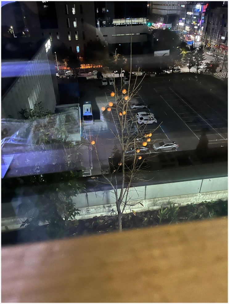 감나무와 사랑의 보따리