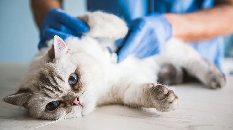 고양이 FLUTD(고양이 하부요로병)의 징후와 치료법