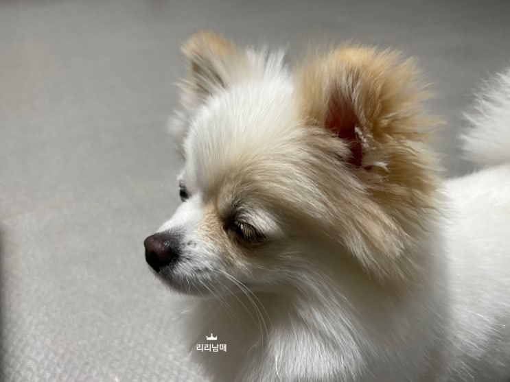  강아지 혈소판 감소증. 붉은 반점, 잇몸색, 변 색깔(혈변) 상태 체크