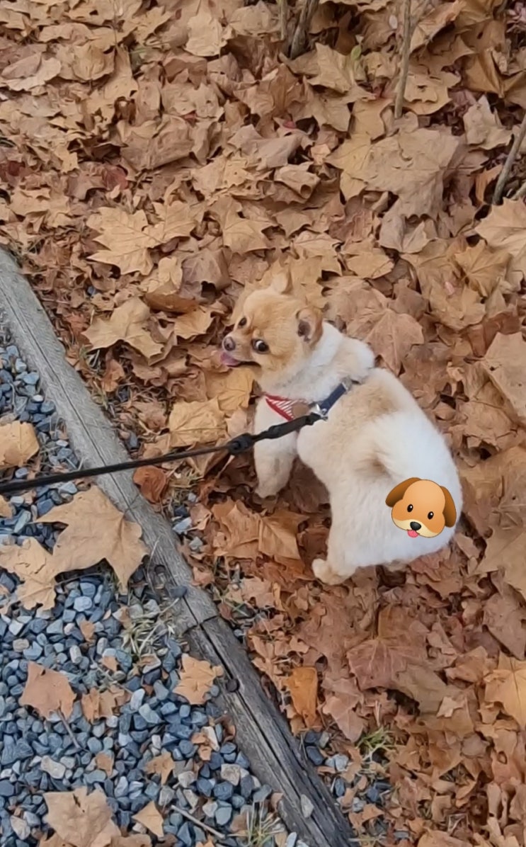  낙엽 밟으러 왔다가 전의상실된 사랑이