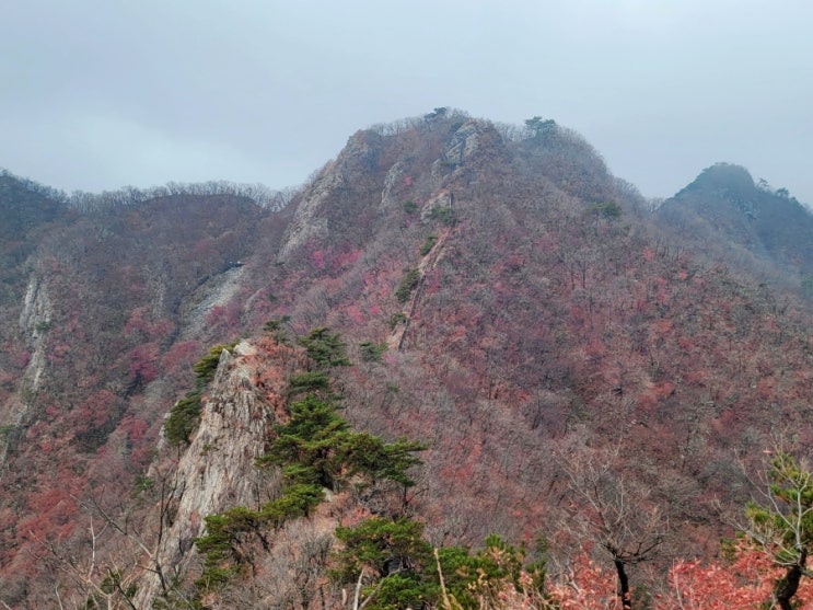  계룡산 등산(동학사코스)