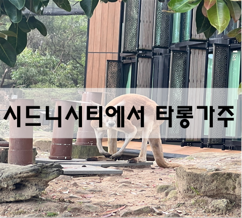  시드니시티에서 트램, 페리타고 타롱가주 동물원가기[호주여행]