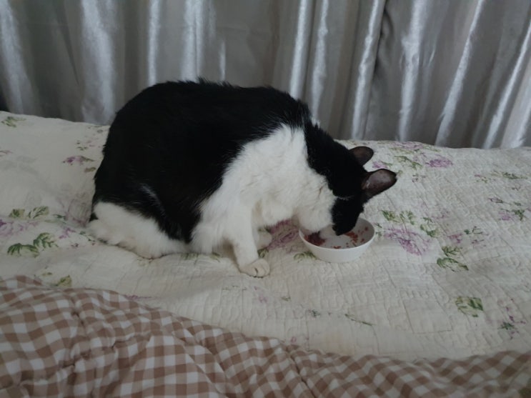 꼬리 수술한 야옹이가 많이 좋아졌어요.