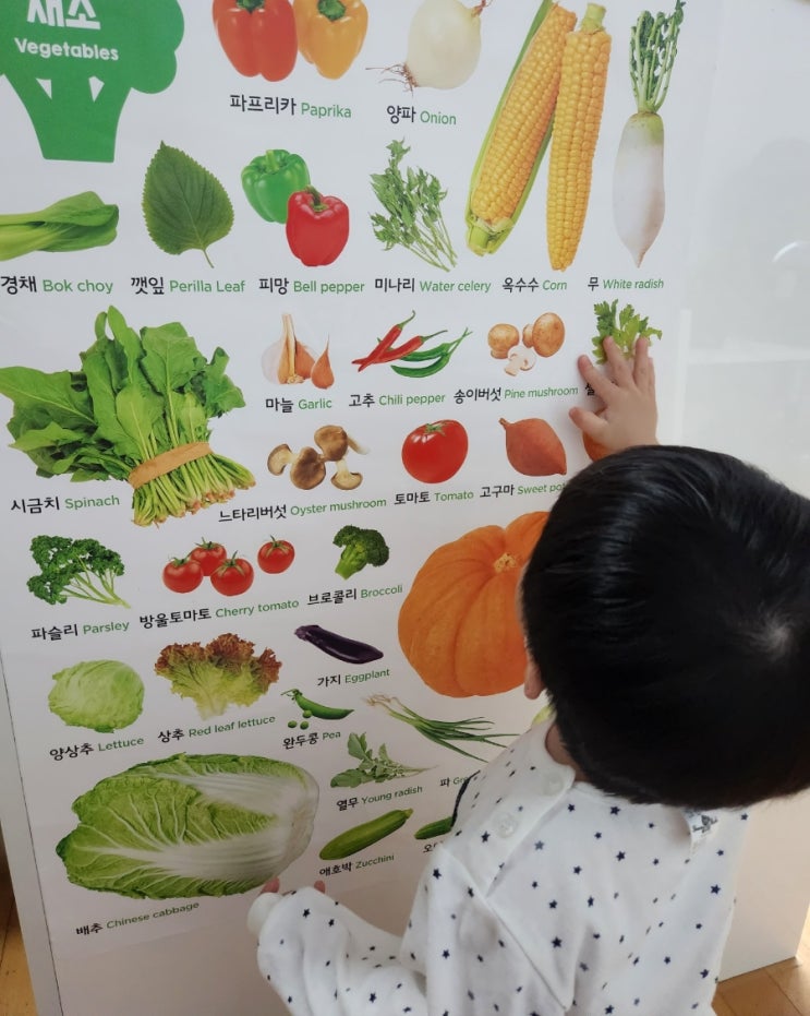  아기와 보기좋은 간단한 그림벽지 홈스쿨 벽그림 12종 세트, 삼성출판사