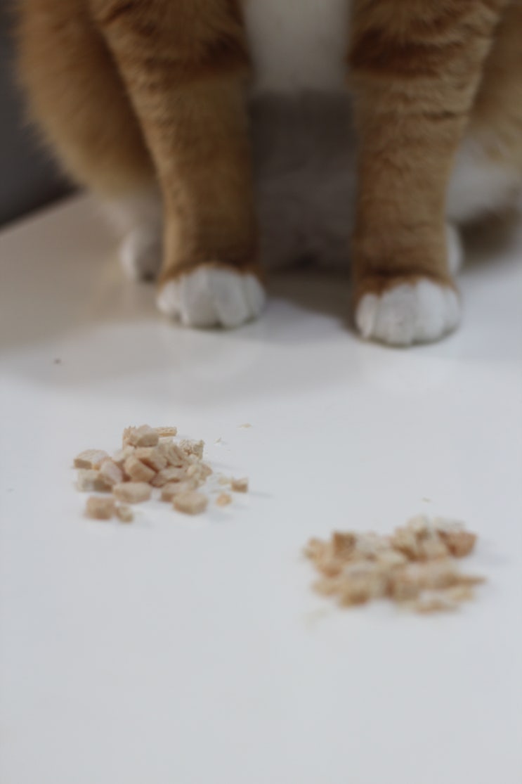  새끼고양이 간식 포캣트릿으로 선택했어요.