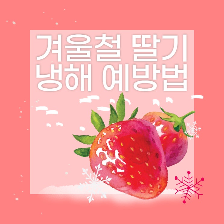  [신우뉴스] 겨울철 딸기 냉해 예방법 / 온풍기, 배드 시설 미리 점검하세요! / 이중 비닐 내리는 Tip / 신우이십일 / 농자재 도소매 / 농자재 백화점 / 비닐하우스 시공