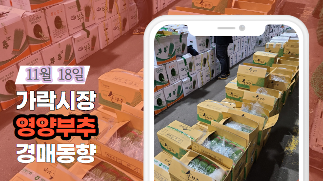 [경매사 일일보고] 11월 18일자 가락시장 "영양부추" 경매동향을 살펴보겠습니다!