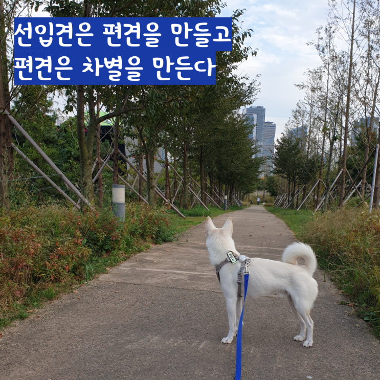 진돗개를 향한 혐오 한 방울 진돗개를 향한 혐오 한 방울