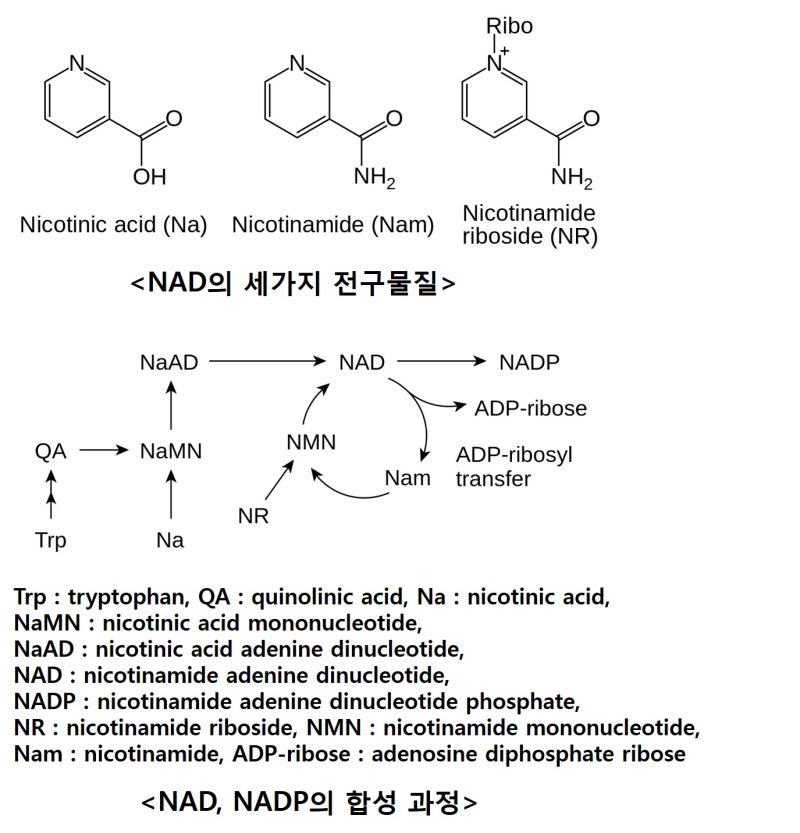 NAD와 NADP의 차이 : 네이버 블로그