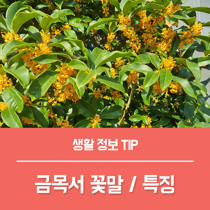  향기가 매력적인 금목서 꽃말과 특징