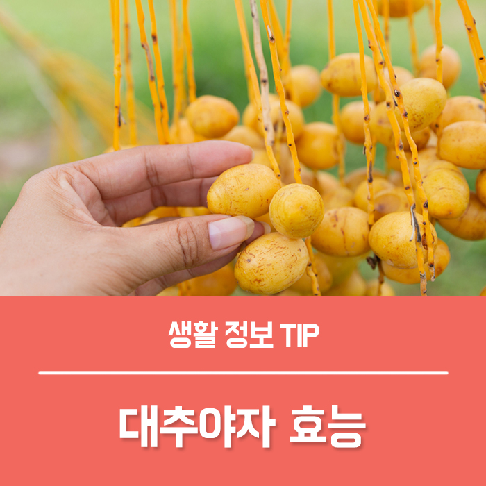  당신이 꼭 알았으면 하는 대추야자 효능 BEST6