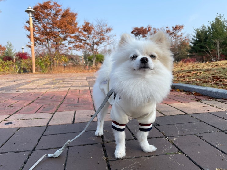  천안 강아지랑 아이 데리고 산책 갈만한 곳, 쌍용공원
