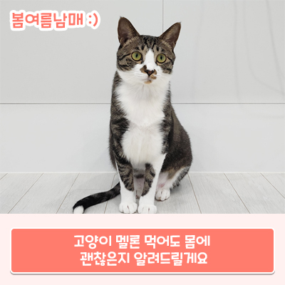  고양이 멜론 먹어도 몸에 괜찮은지 알려드릴게요
