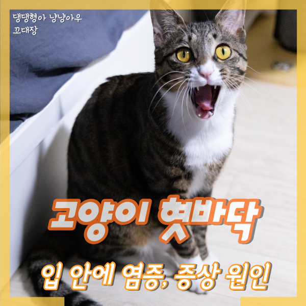  고양이 혓바닥, 입 안 염증 설염 또는 구내염 증상