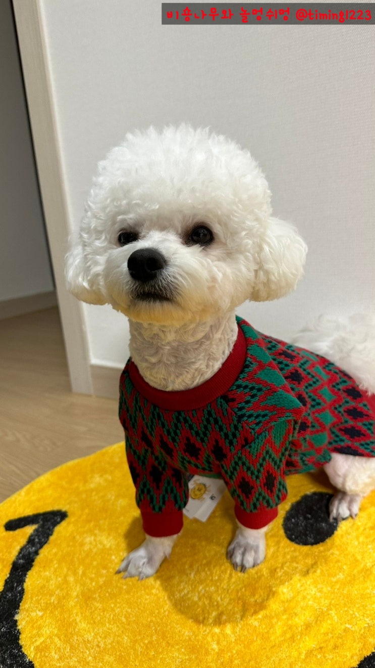  강아지겨울니트 한 장으로 크리스마스 준비 끝!(내돈내산후기)