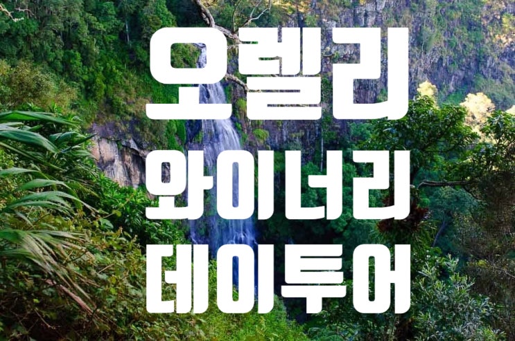  [호주여행-골드코스트/브리즈번여행] 오렐리 와이너리 & 알파카농장 &레밍턴국립공원 데이투어-찐친이상 출발, 딱한번 간다면 테마여행