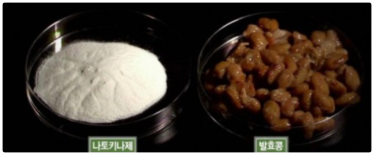 나토키나아제 효능 부작용 이란?