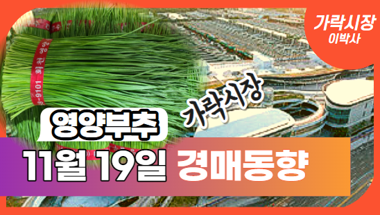 [경매사 일일보고] 11월 19일자 가락시장 "영양부추" 경매동향을 살펴보겠습니다!