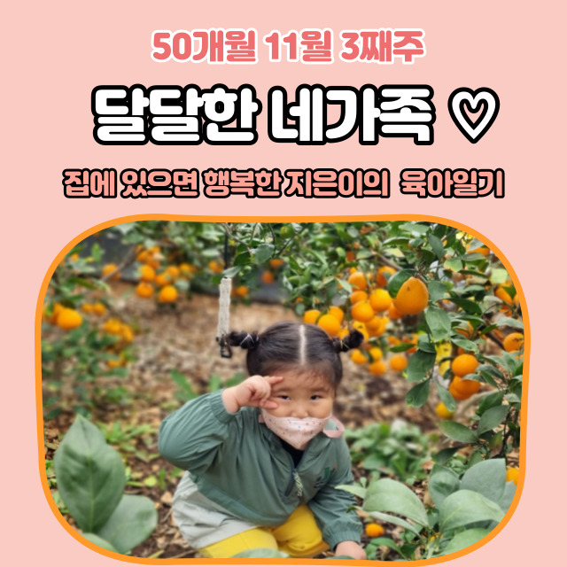  50개월 11월 셋째 주 4살 지은이랑 점점 달달해지는 네 식구 일상 (천안 입장 귤밭 체험 "소연 농원" 다녀옴)